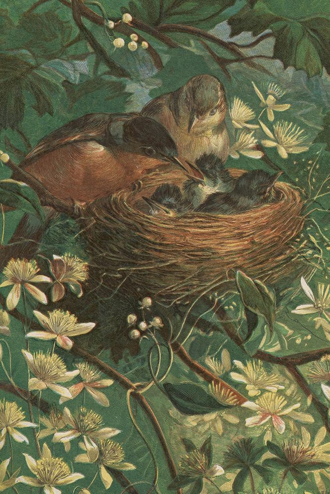 1881 vol. 37 - Baby Birds art print by London Almanack for $57.95 CAD