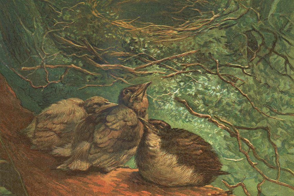 1881 vol. 37 - Fledgling Birds art print by London Almanack for $57.95 CAD