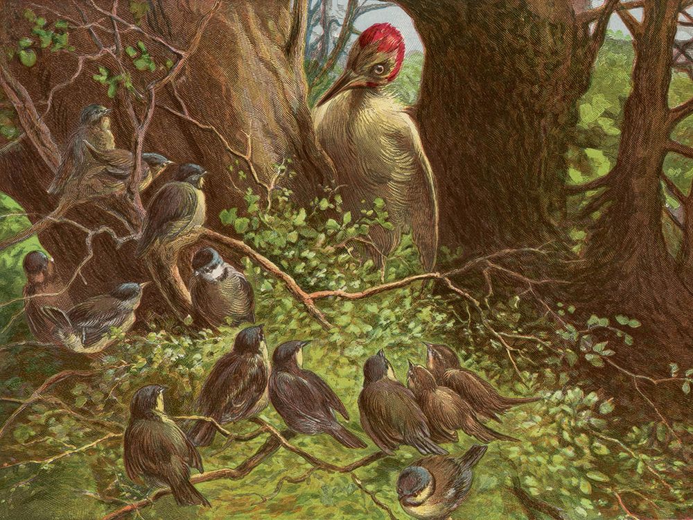 1881 vol. 37 - Woodpecker art print by London Almanack for $57.95 CAD