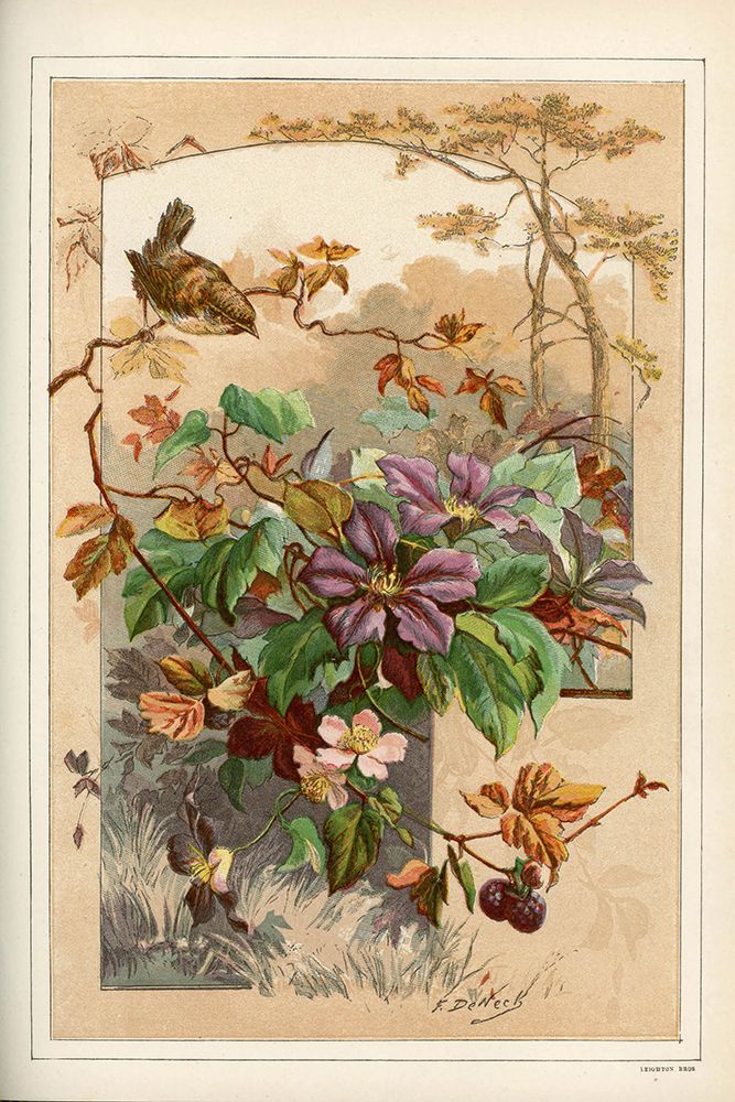 1883 vol. 39 - Clematis art print by London Almanack for $57.95 CAD