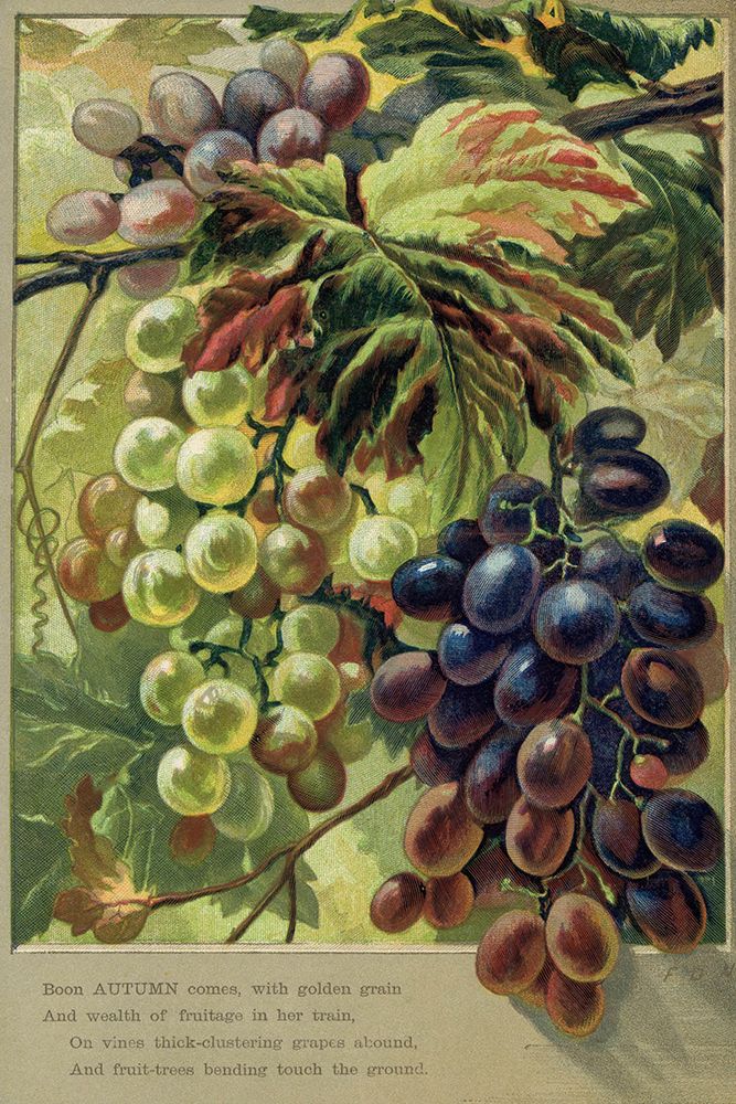1884 vol. 40 - Autumn verse with grapes art print by London Almanack for $57.95 CAD