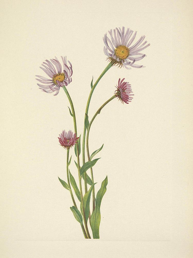 North American Wild Flowers 1925 - Alaska Fleabane art print by Mary Walcott for $57.95 CAD