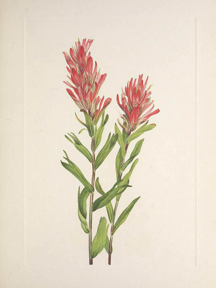 North American Wild Flowers 1925 - Alberta Paintbrush art print by Mary Walcott for $57.95 CAD