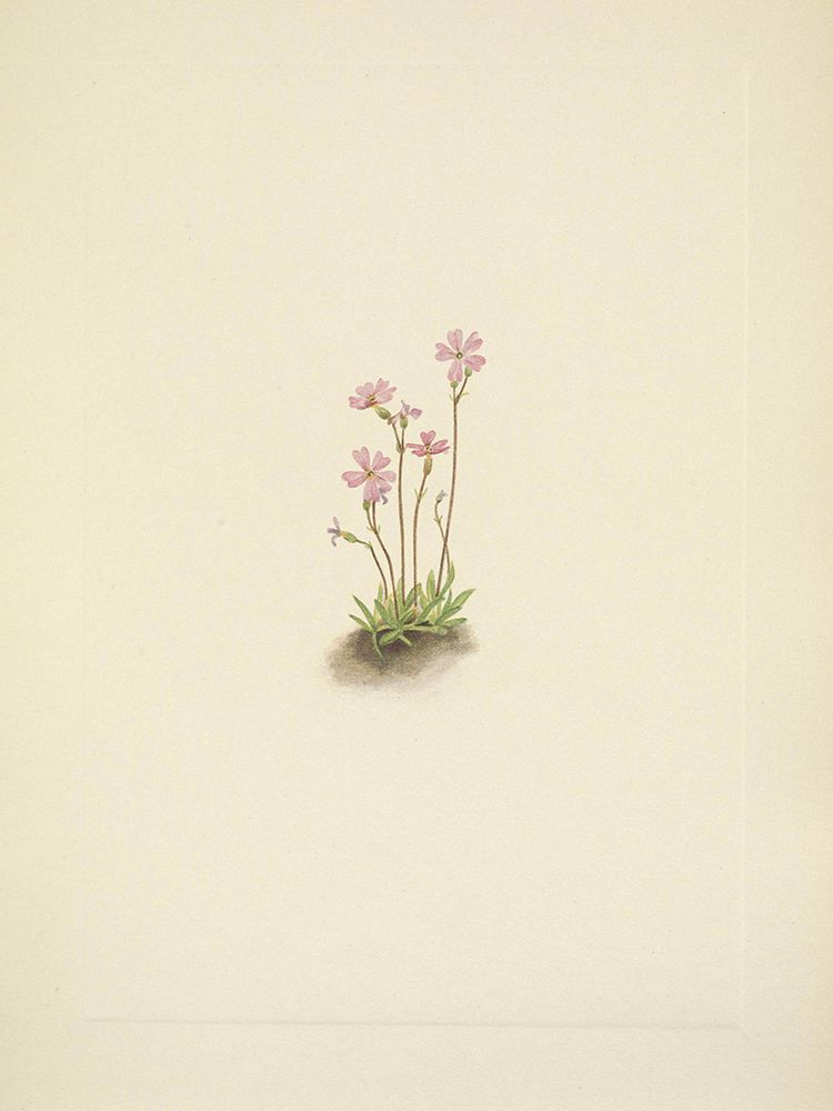 North American Wild Flowers 1925 - Alberta Primrose art print by Mary Walcott for $57.95 CAD