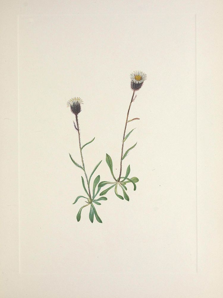 North American Wild Flowers 1925 - Aleutian Fleabane art print by Mary Walcott for $57.95 CAD