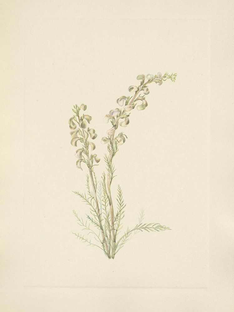 North American Wild Flowers 1925 - Alpine Fernleaf art print by Mary Walcott for $57.95 CAD