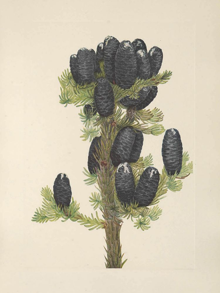 North American Wild Flowers 1925 - Alpine Fir art print by Mary Walcott for $57.95 CAD