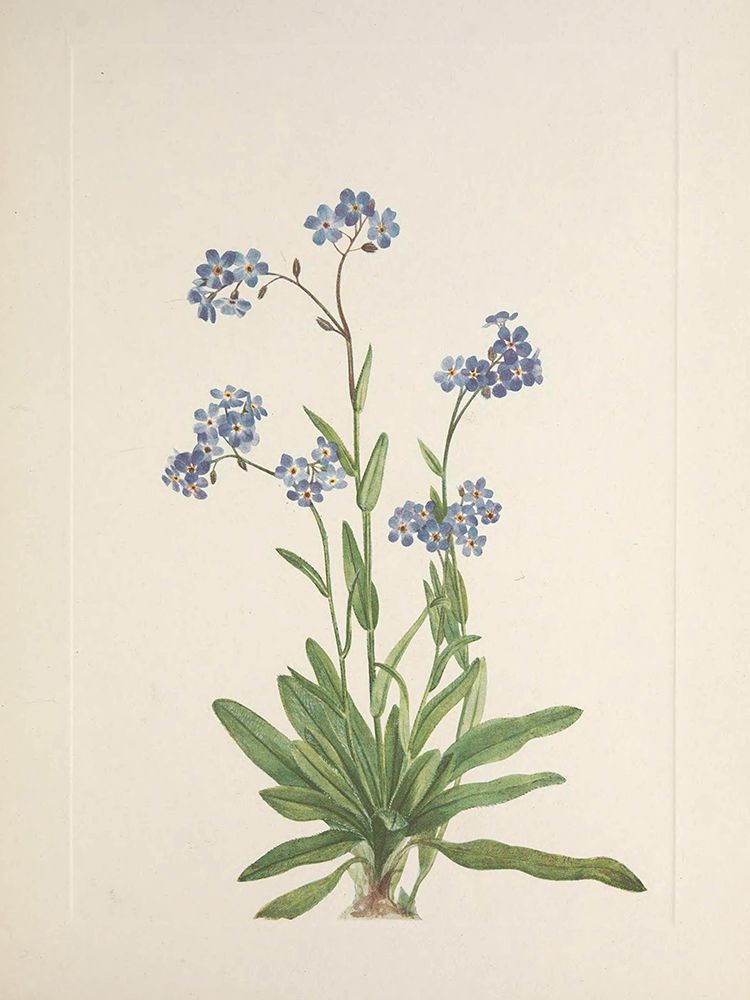 North American Wild Flowers 1925 - Alpine Forget-me-not art print by Mary Walcott for $57.95 CAD