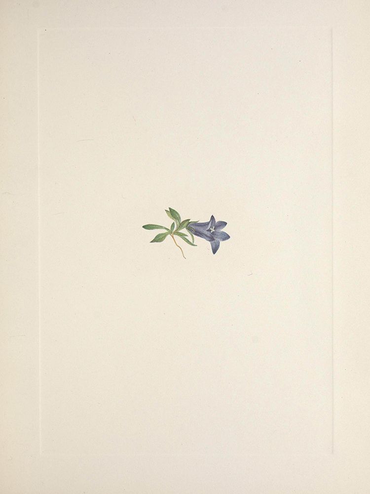 North American Wild Flowers 1925 - Alpine Harebell art print by Mary Walcott for $57.95 CAD