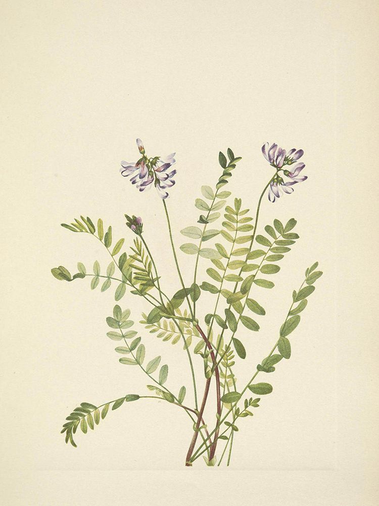 North American Wild Flowers 1925 - Alpine Milkvetch art print by Mary Walcott for $57.95 CAD