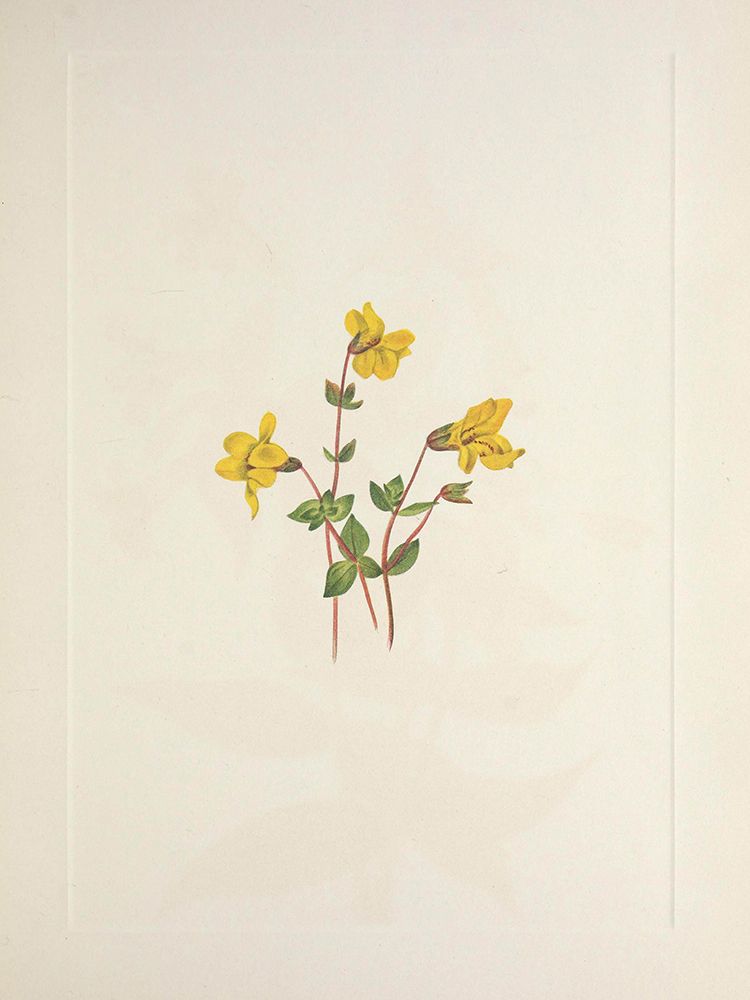 North American Wild Flowers 1925 - Alpine Monkeyflower art print by Mary Walcott for $57.95 CAD
