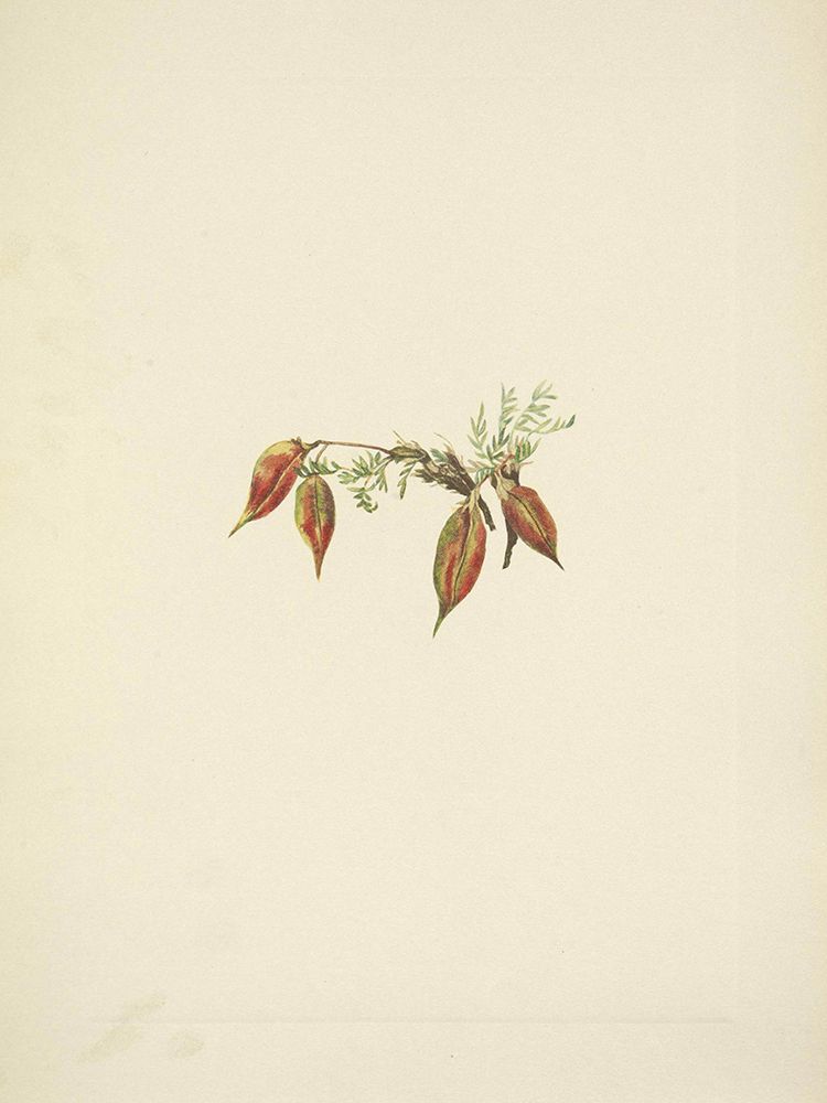 North American Wild Flowers 1925 - Alpine Pointvetch fruit art print by Mary Walcott for $57.95 CAD