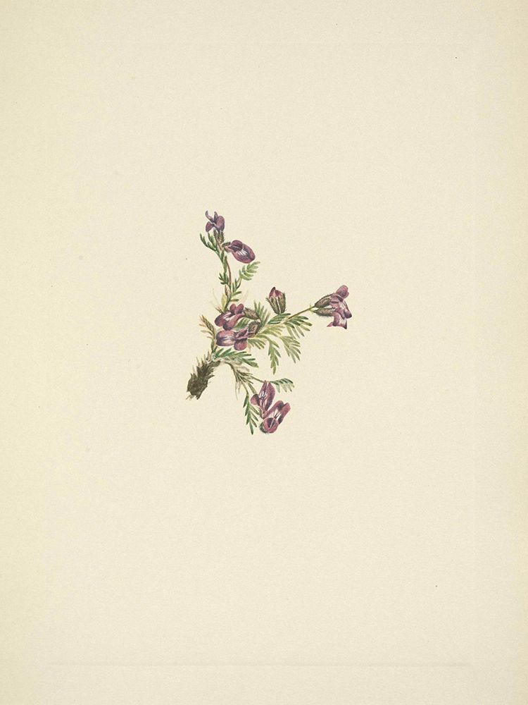 North American Wild Flowers 1925 - Alpine Pointvetch art print by Mary Walcott for $57.95 CAD