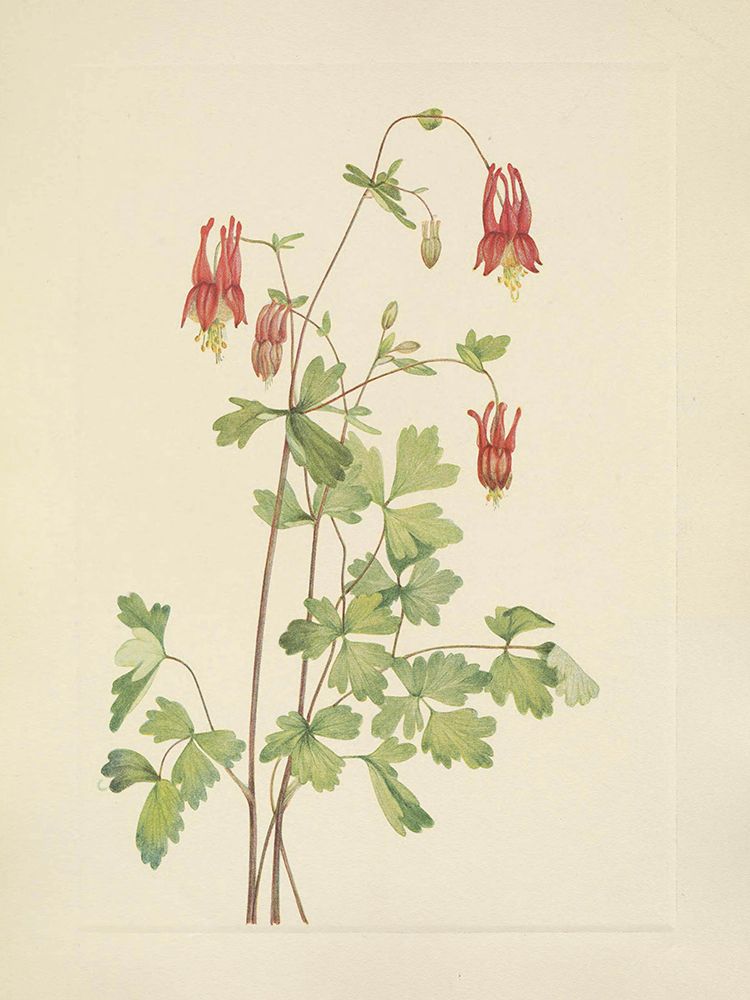 North American Wild Flowers 1925 - American Columbine art print by Mary Walcott for $57.95 CAD