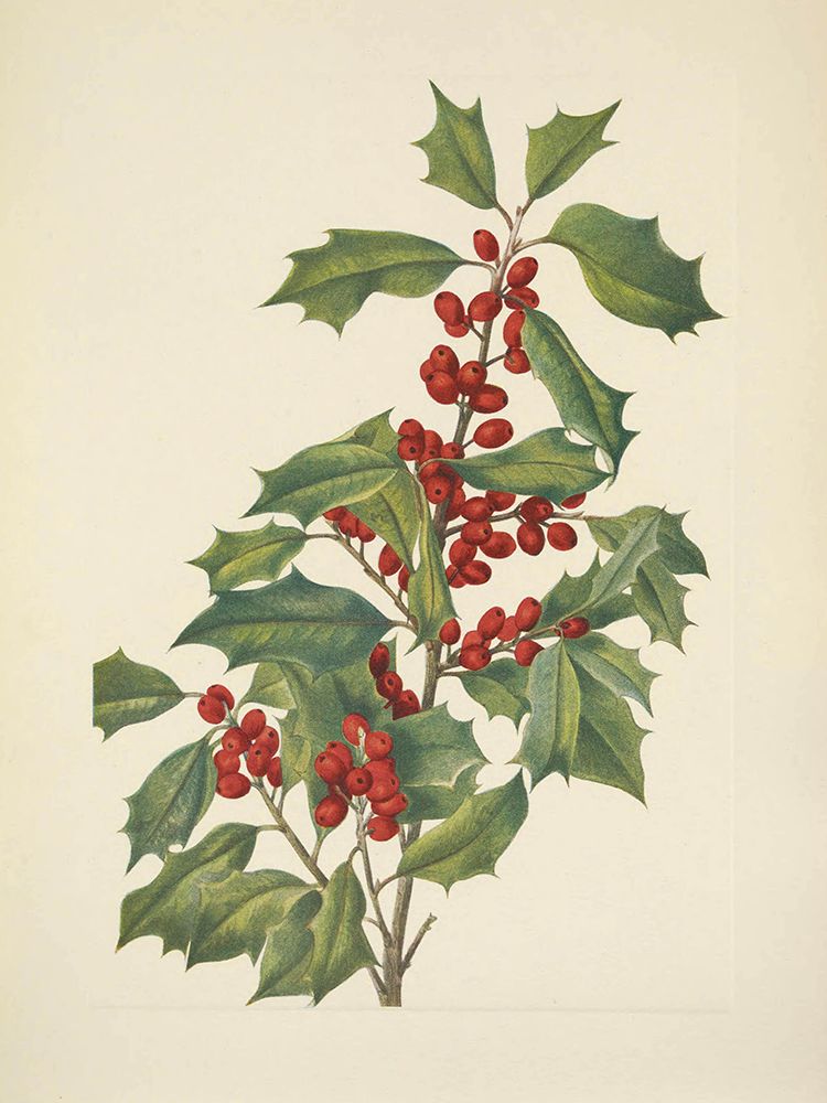 North American Wild Flowers 1925 - American Holly art print by Mary Walcott for $57.95 CAD
