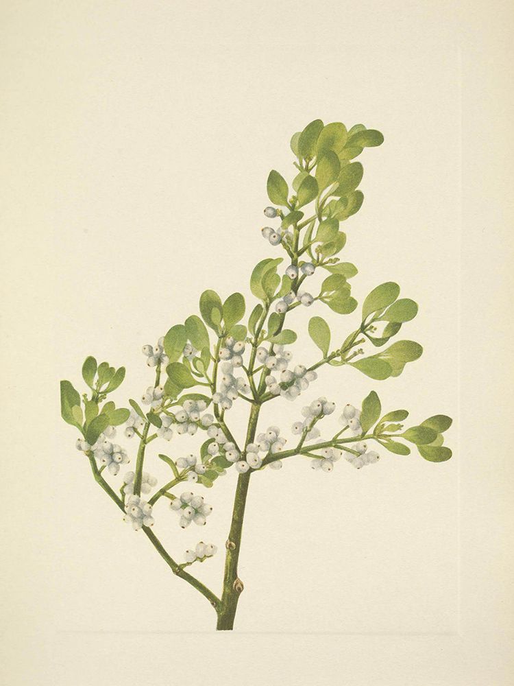 North American Wild Flowers 1925 - American Mistletoe art print by Mary Walcott for $57.95 CAD
