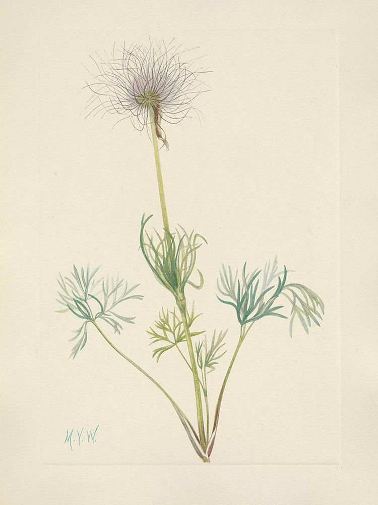 North American Wild Flowers 1925 - American Pasqueflower fruit art print by Mary Walcott for $57.95 CAD