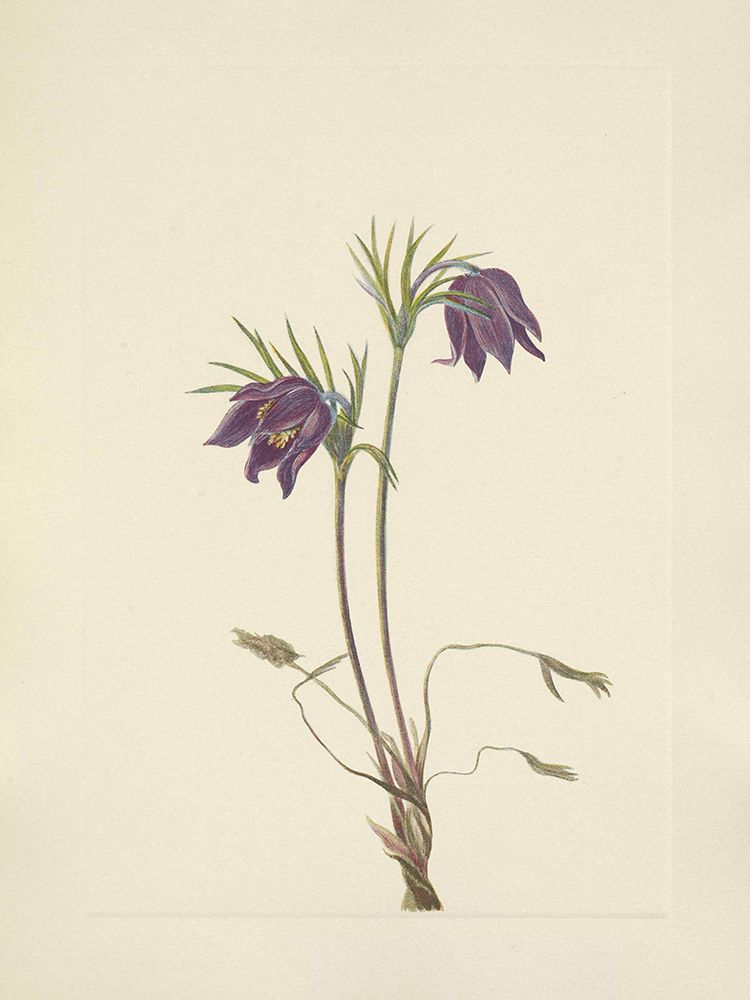 North American Wild Flowers 1925 - American Pasqueflower art print by Mary Walcott for $57.95 CAD
