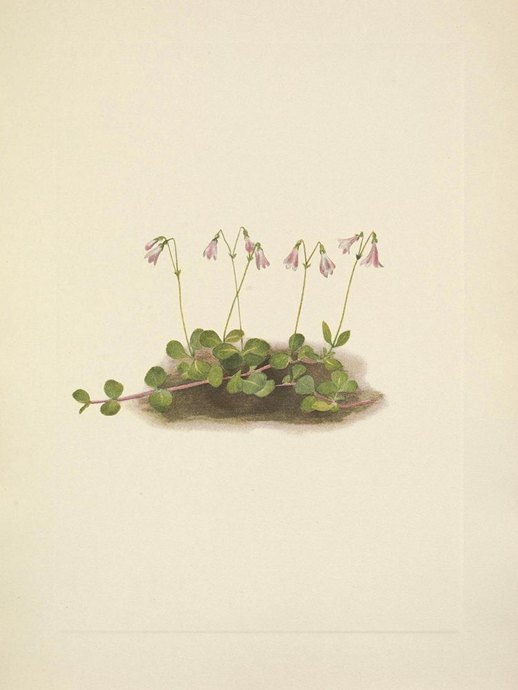 North American Wild Flowers 1925 - American Twinflower art print by Mary Walcott for $57.95 CAD