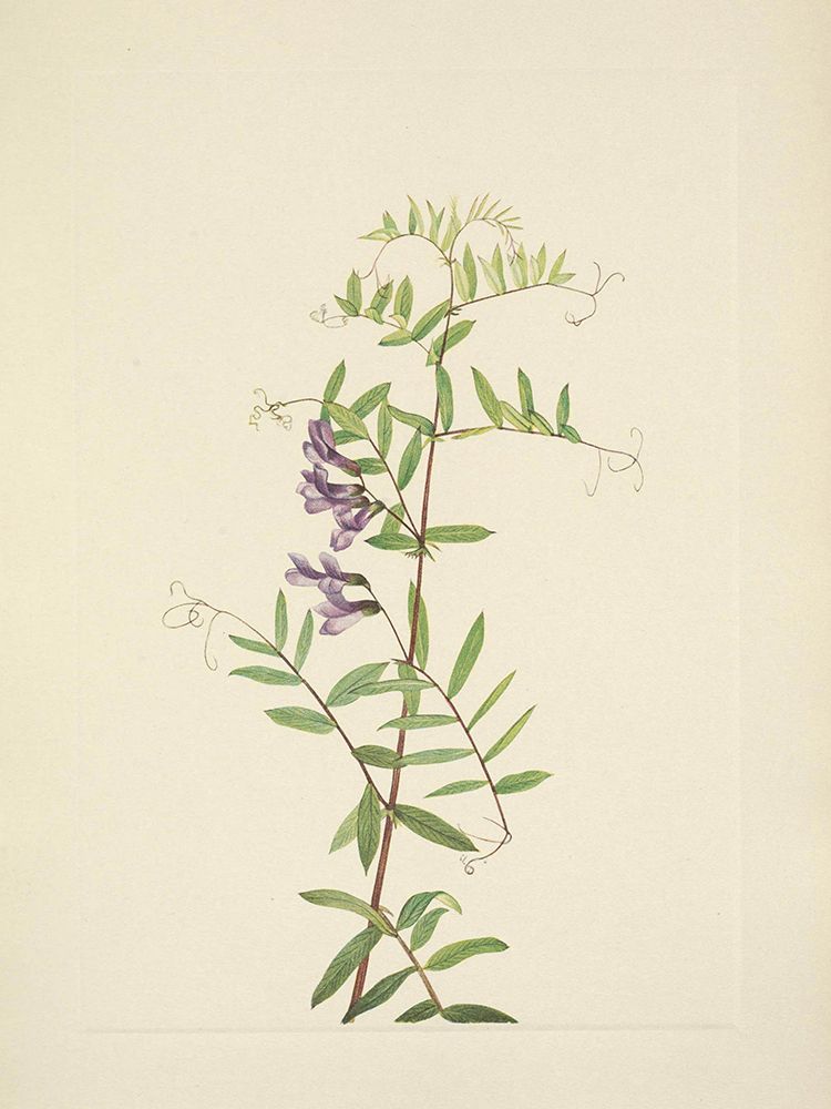 North American Wild Flowers 1925 - American Vetch art print by Mary Walcott for $57.95 CAD