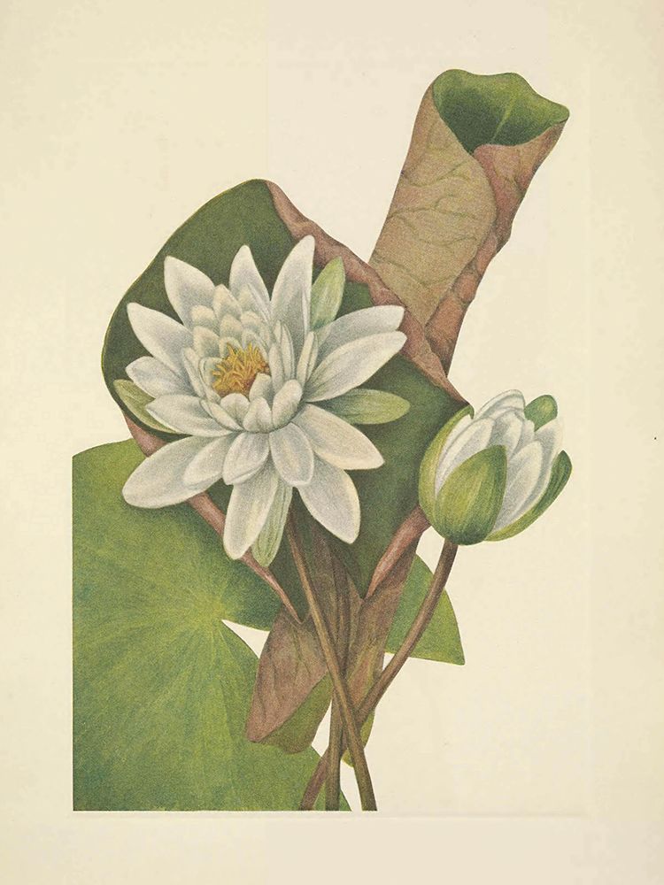 North American Wild Flowers 1925 - American Waterlily art print by Mary Walcott for $57.95 CAD