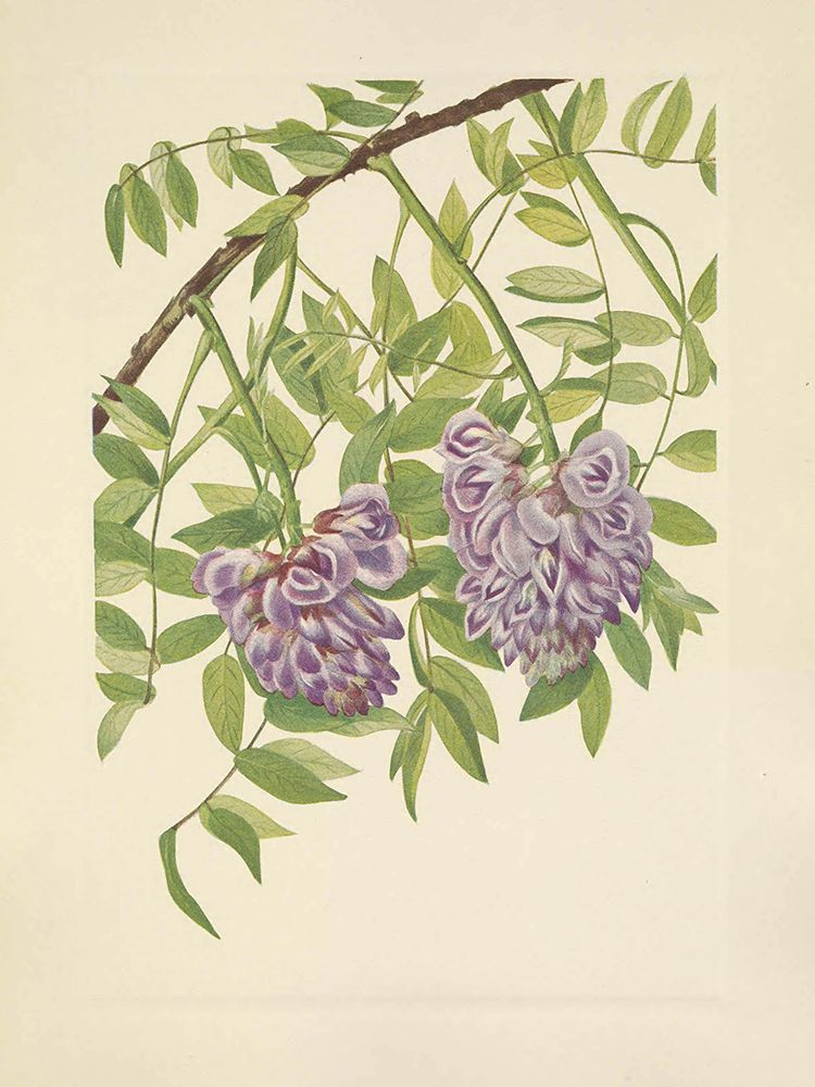 North American Wild Flowers 1925 - American Wisteria art print by Mary Walcott for $57.95 CAD