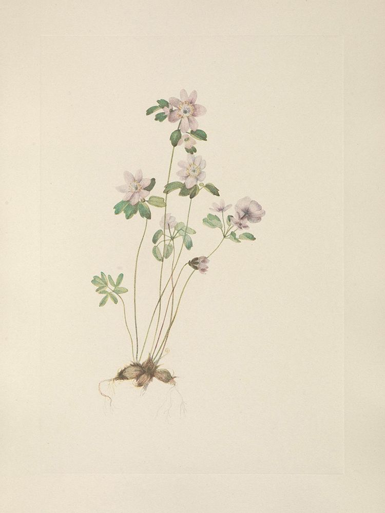 North American Wild Flowers 1925 - Anemonella art print by Mary Walcott for $57.95 CAD