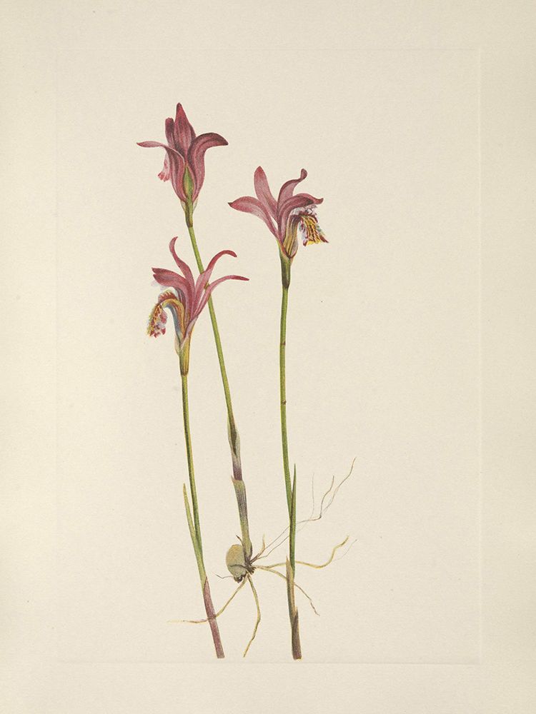 North American Wild Flowers 1925 - Arethusa art print by Mary Walcott for $57.95 CAD