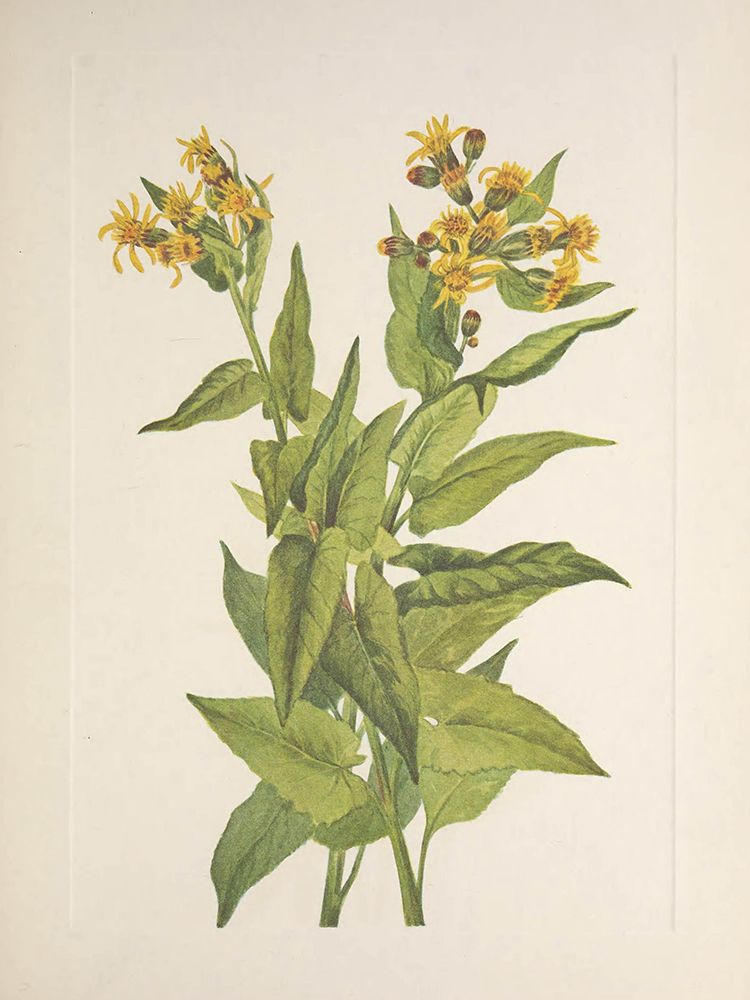 North American Wild Flowers 1925 - Arrowleaf Groundsel art print by Mary Walcott for $57.95 CAD