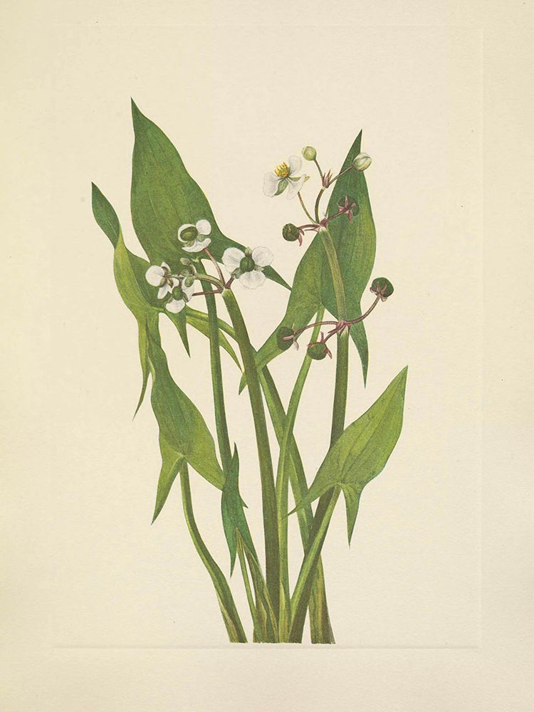 North American Wild Flowers 1925 - Arum Arrowhead art print by Mary Walcott for $57.95 CAD