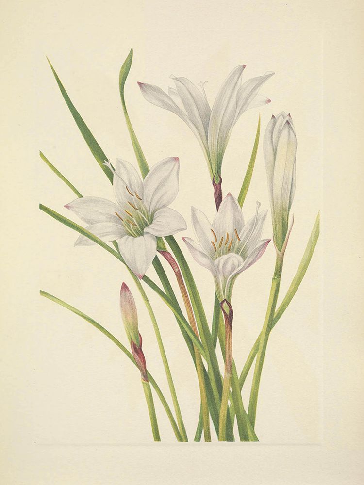 North American Wild Flowers 1925 - Atamasco Lily art print by Mary Walcott for $57.95 CAD