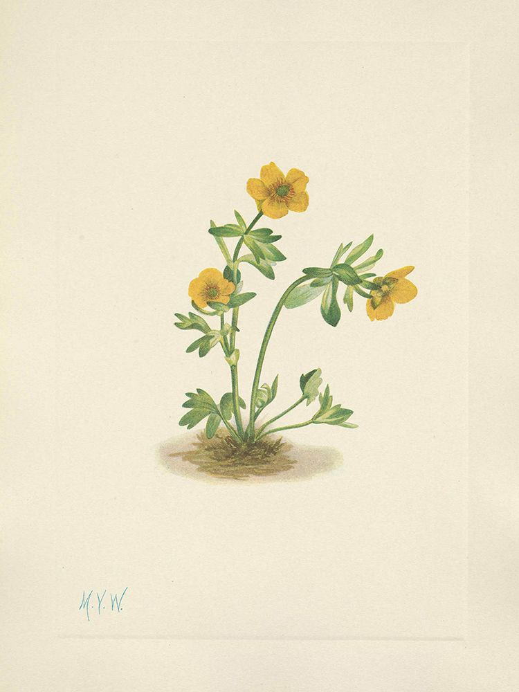 North American Wild Flowers 1925 - Avalanche Buttercup art print by Mary Walcott for $57.95 CAD