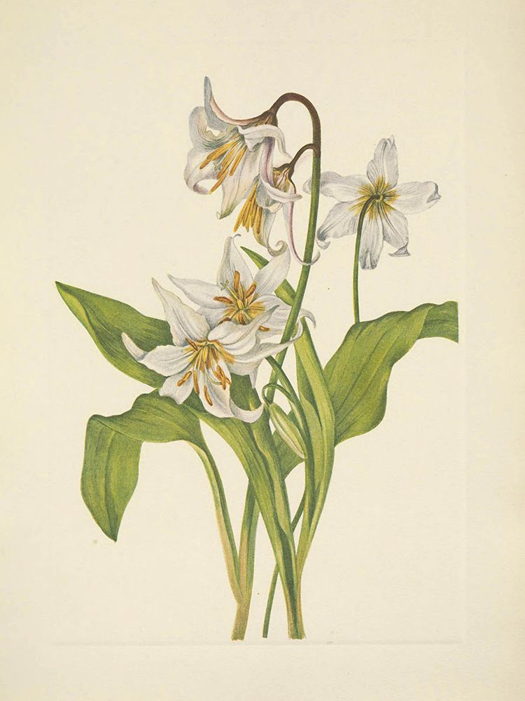 North American Wild Flowers 1925 - Avalanche-lily art print by Mary Walcott for $57.95 CAD