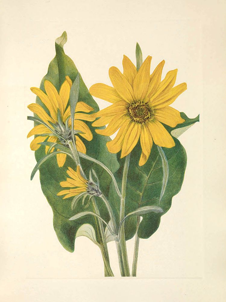 North American Wild Flowers 1925 - Balsamroot art print by Mary Walcott for $57.95 CAD