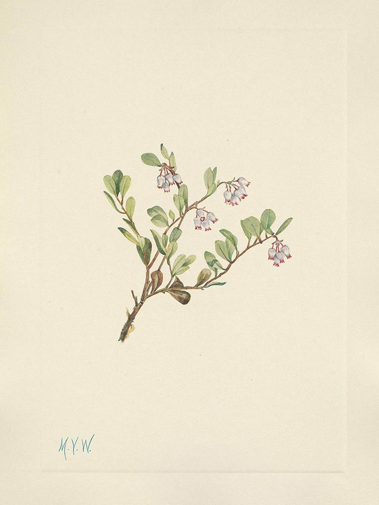 North American Wild Flowers 1925 - Bearberry flower art print by Mary Walcott for $57.95 CAD