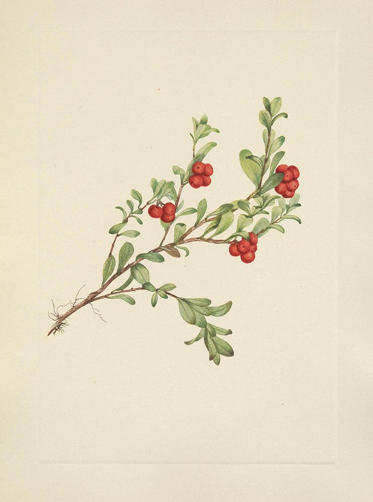 North American Wild Flowers 1925 - Bearberry fruit art print by Mary Walcott for $57.95 CAD