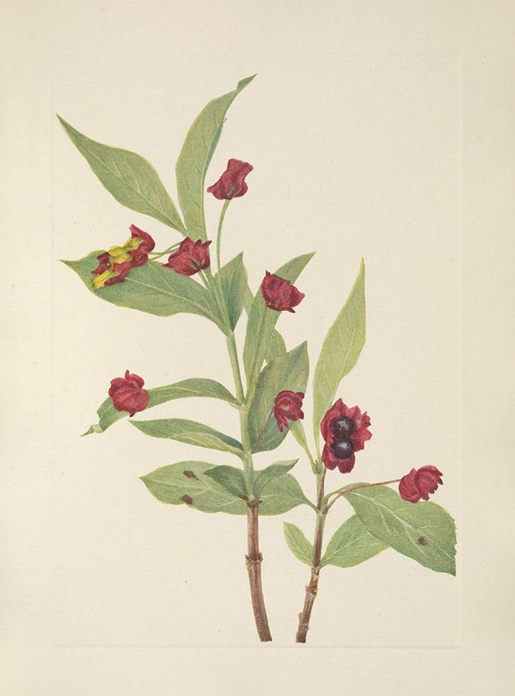 North American Wild Flowers 1925 - Bearberry Honeysuckle art print by Mary Walcott for $57.95 CAD