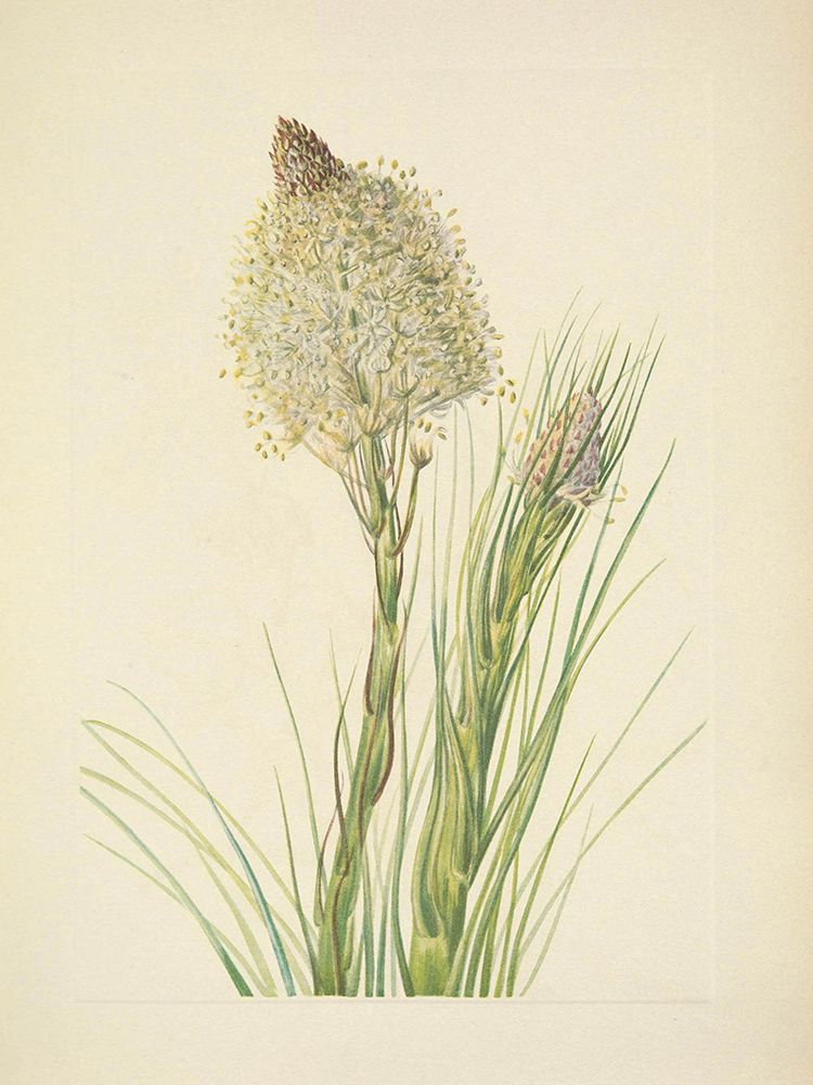 North American Wild Flowers 1925 - Beargrass art print by Mary Walcott for $57.95 CAD