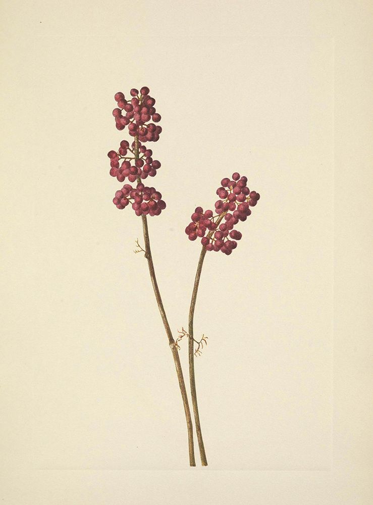North American Wild Flowers 1925 - Beautyberry art print by Mary Walcott for $57.95 CAD