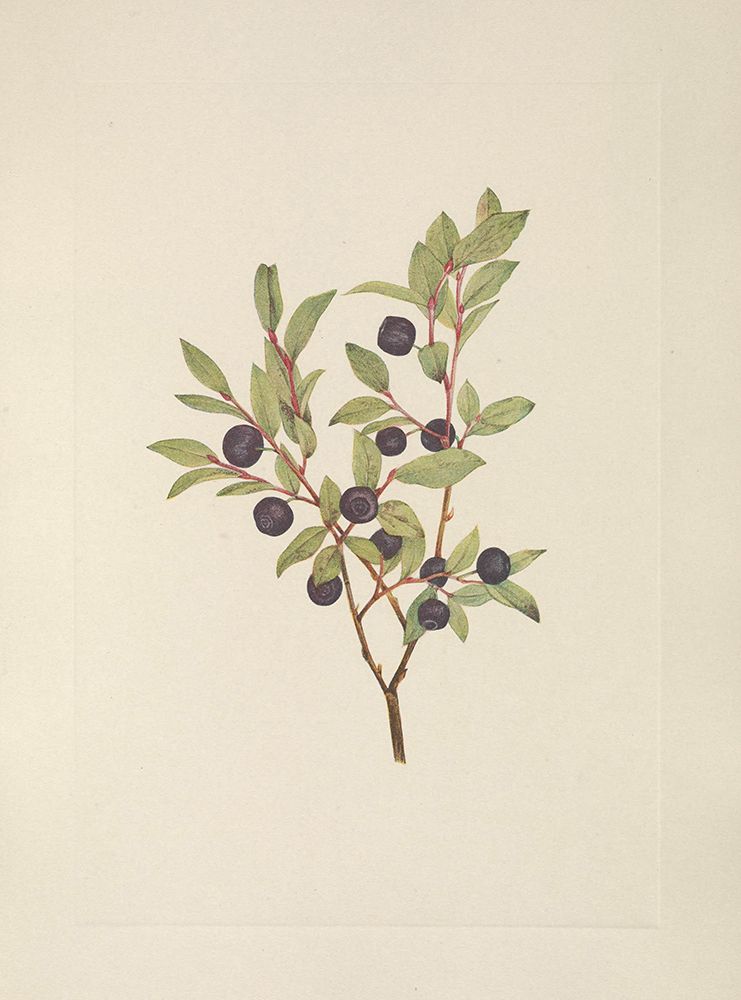 North American Wild Flowers 1925 - Big Whortleberry art print by Mary Walcott for $57.95 CAD