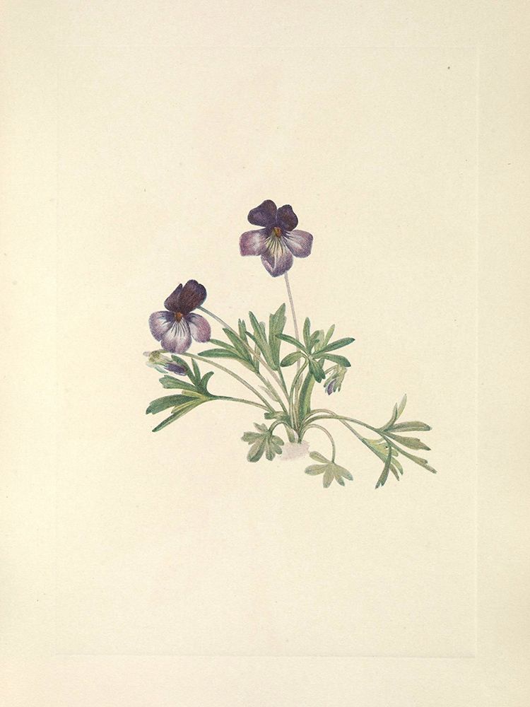 North American Wild Flowers 1925 - Birdsfoot Violet art print by Mary Walcott for $57.95 CAD