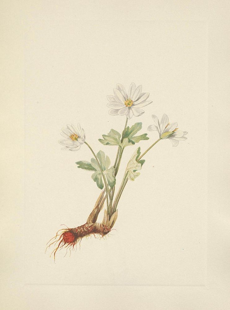 North American Wild Flowers 1925 - Bloodroot art print by Mary Walcott for $57.95 CAD