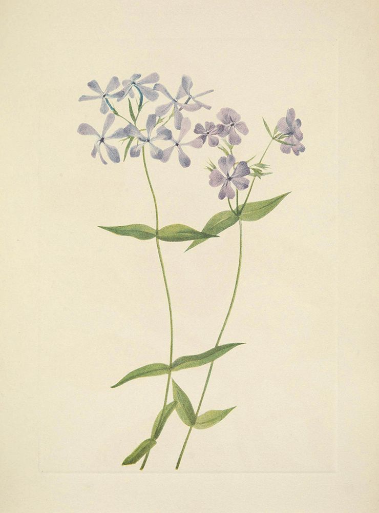 North American Wild Flowers 1925 - Blue Phlox art print by Mary Walcott for $57.95 CAD