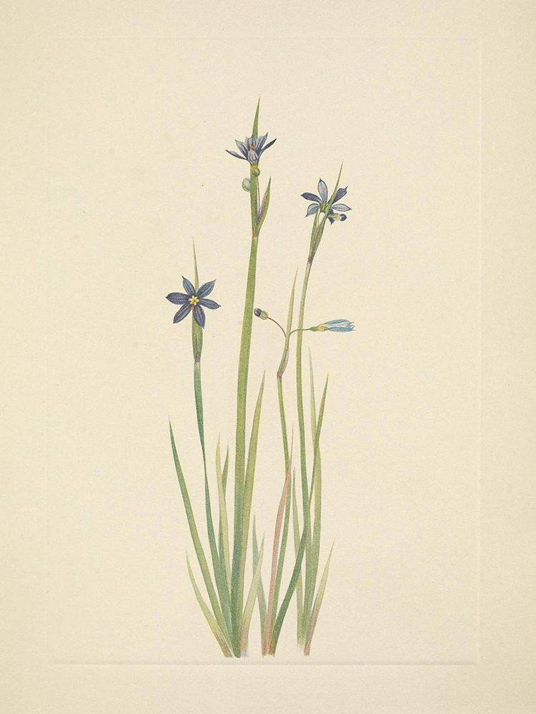 North American Wild Flowers 1925 - Blue-eyed-grass art print by Mary Walcott for $57.95 CAD