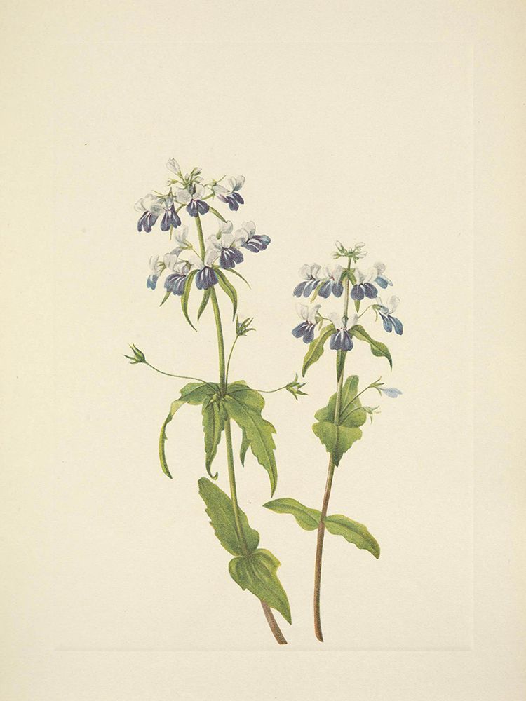 North American Wild Flowers 1925 - Blue-eyed-mary art print by Mary Walcott for $57.95 CAD