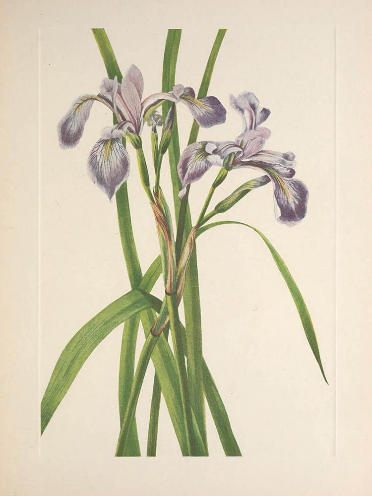 North American Wild Flowers 1925 - Blueflag Iris art print by Mary Walcott for $57.95 CAD