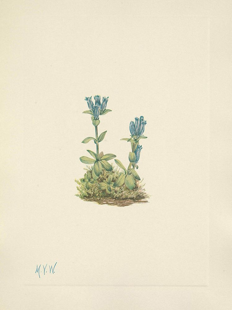 North American Wild Flowers 1925 - Bluegreen Gentian art print by Mary Walcott for $57.95 CAD
