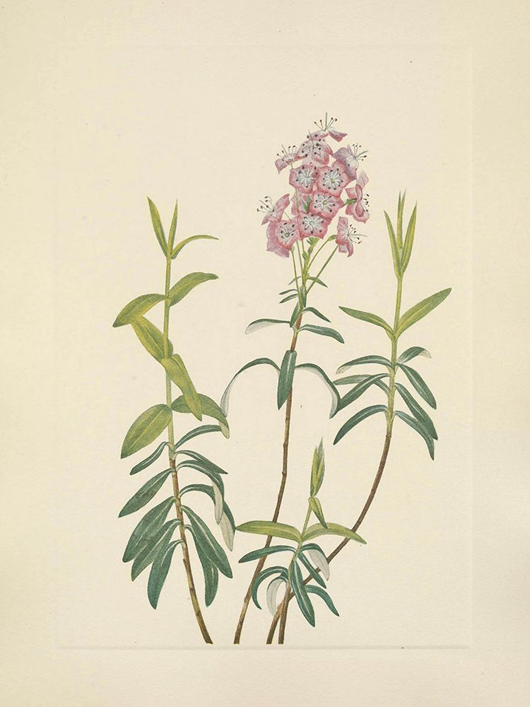 North American Wild Flowers 1925 - Bog Kalmia art print by Mary Walcott for $57.95 CAD