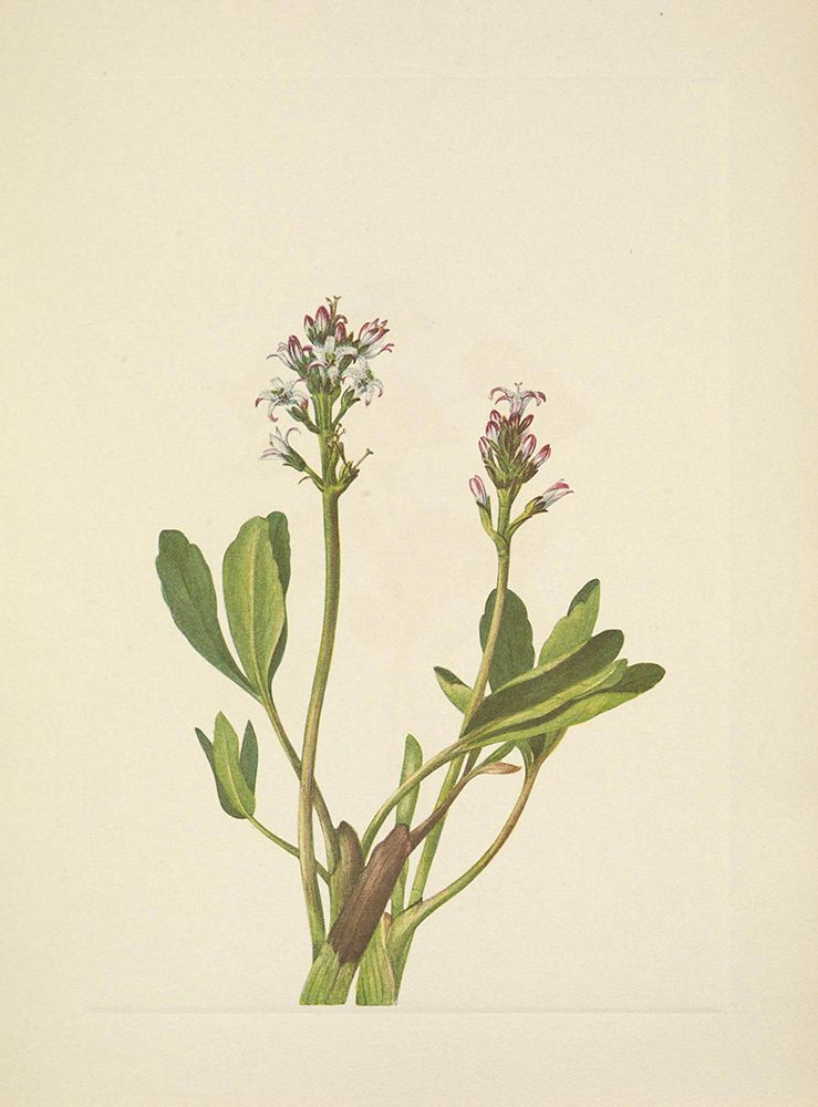 North American Wild Flowers 1925 - Bogbean art print by Mary Walcott for $57.95 CAD