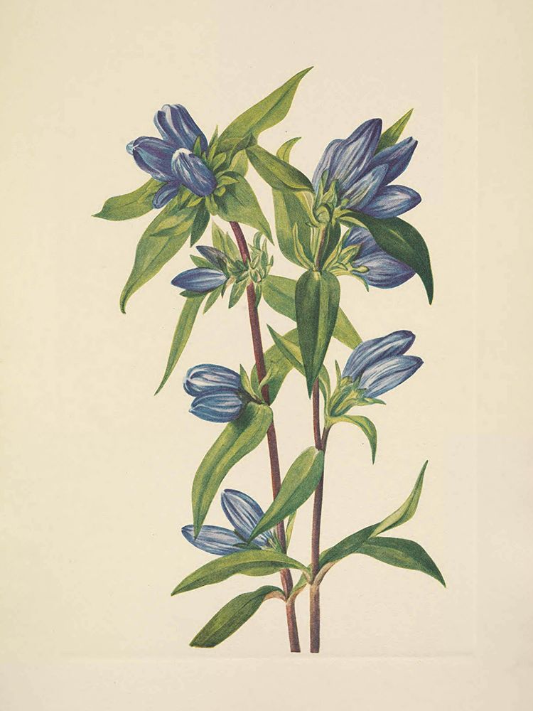 North American Wild Flowers 1925 - Bottle Gentian art print by Mary Walcott for $57.95 CAD